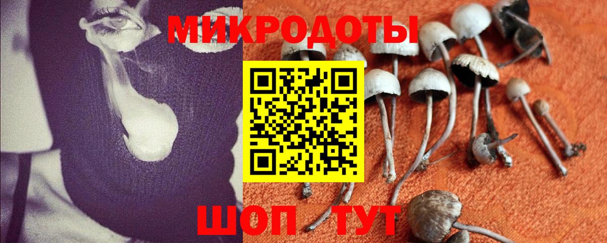 Псилоцибиновые грибы Psilocybe Нурлат